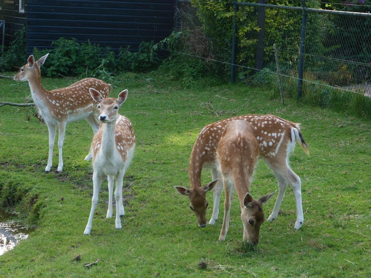 Vakantiehuisjes Landgoed Sonneborghe Kollumerzwaag Extérieur photo